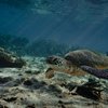 Green sea turtle, WA, Australia.