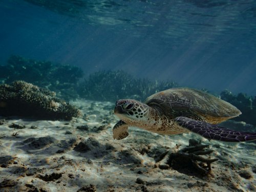 Green sea turtle, WA, Australia.