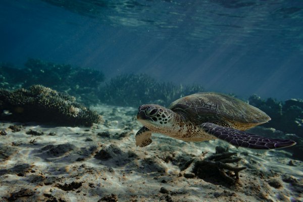 Green sea turtle, WA, Australia.
