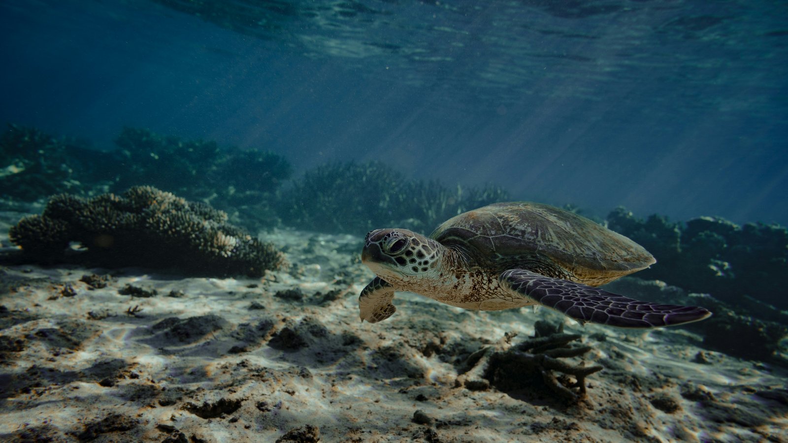 Green sea turtle, WA, Australia.