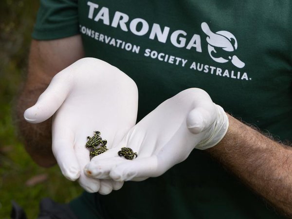 Frogs released into the wild 
