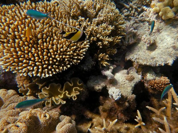 The Great Barrier Reef