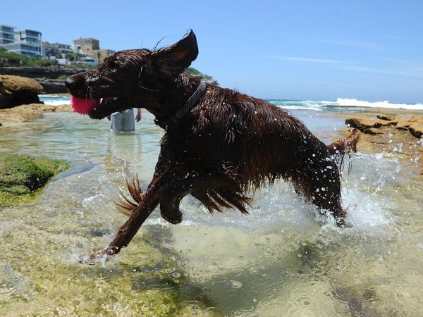 A dog plays in the water (file image)