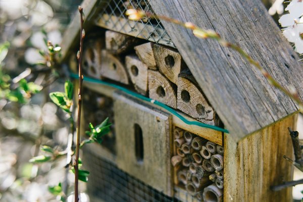 Member Families: Build Your Own Bee Habitat