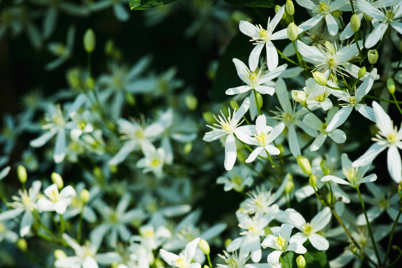 Sweet Autumn Clematis (Clematis paniculata) displaying clusters of fragrant white star-shaped flowers