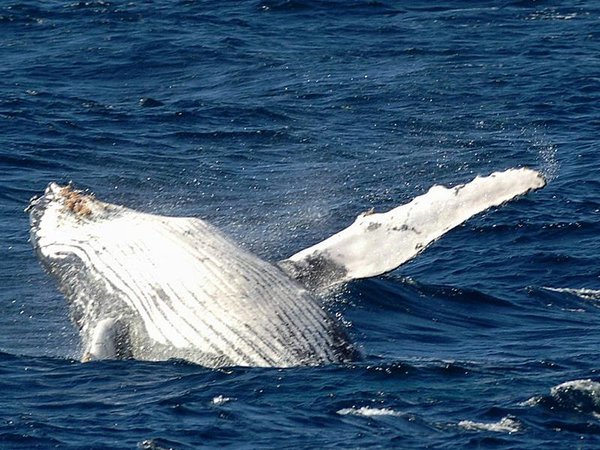 A humpback whale breaches off the Gold Coast