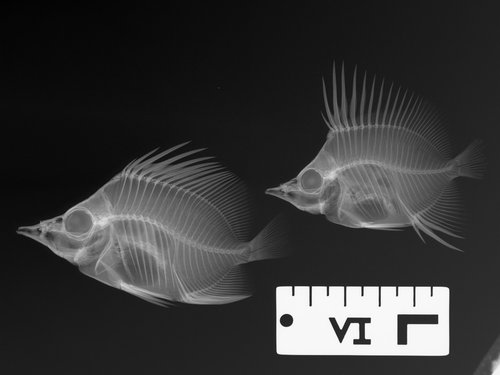 X-ray of I.51711-001, Twin butterflyfish, <i>Prognathodes geminud</i>.