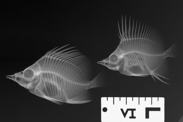 X-ray of I.51711-001, Twin butterflyfish, <i>Prognathodes geminud</i>.